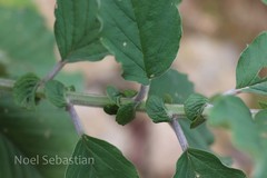 Crotalaria semperflorens